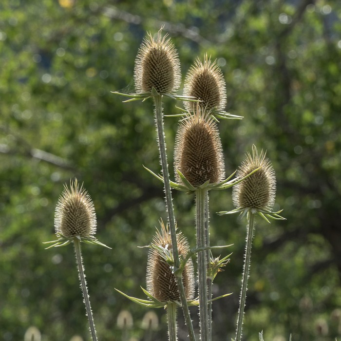Teasel.<br />Aug. 19, 2017 - Triceratops Trail, Golden, Colorado.