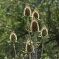 Teasel.<br />Aug. 19, 2017 - Triceratops Trail, Golden, Colorado.