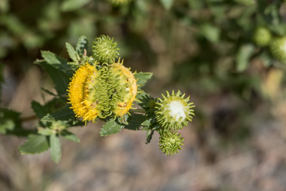 An insect eating plant?<br />Aug. 19, 2017 - Triceratops Trail, Golden, Colorado.