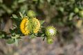 An insect eating plant?<br />Aug. 19, 2017 - Triceratops Trail, Golden, Colorado.