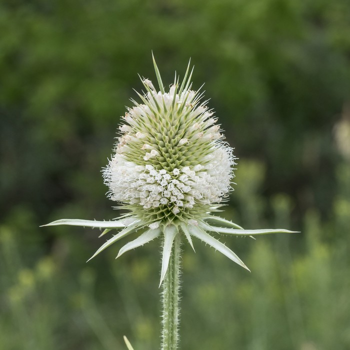 Teasel.<br />Aug. 19, 2017 - Triceratops Trail, Golden, Colorado.