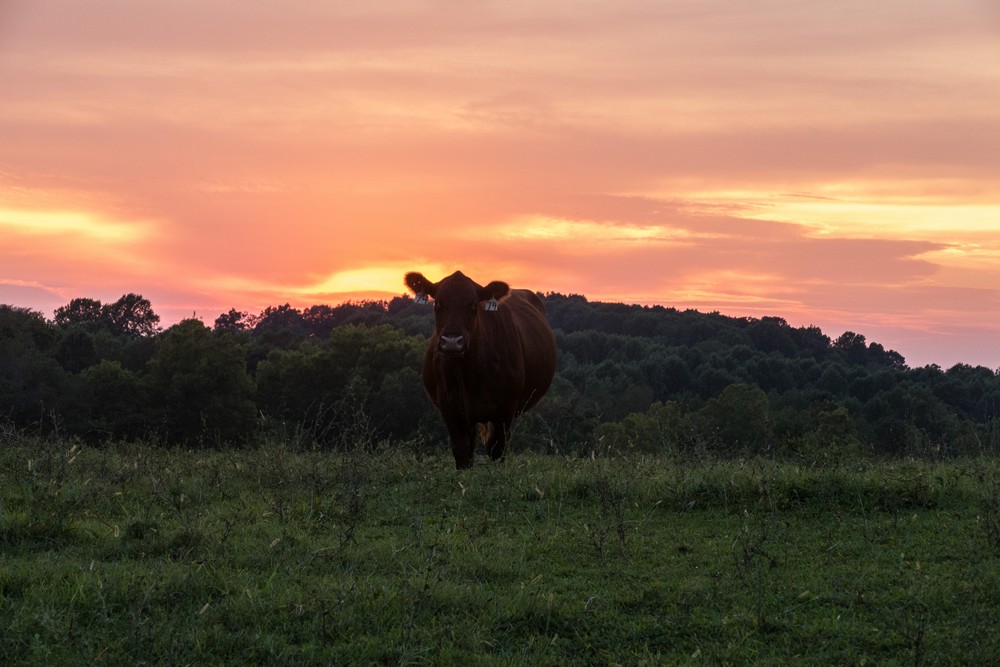 Sunset and cow behind the inn.<br />Aug. 20, 2017 - Four Seasons Country Inn, Glasgow, Kentucky.