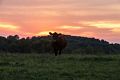 Sunset and cow behind the inn.<br />Aug. 20, 2017 - Four Seasons Country Inn, Glasgow, Kentucky.
