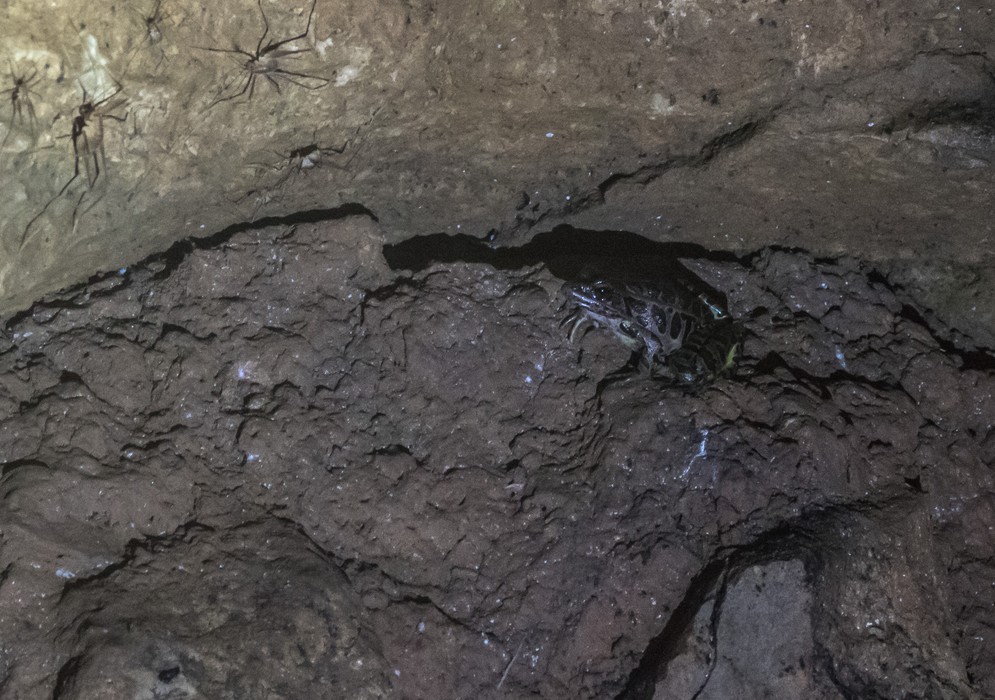 Insects and a frog near the exit of the cave.<br />Aug. 22, 2017 - Mammoth Caves, Kentucky.