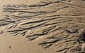 Jan. 10, 2018 - Parker River National Wildlife Refuge, Plum Island, Massachusetts.