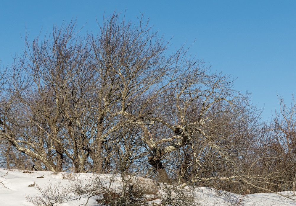Jan. 10, 2018 - Parker River National Wildlife Refuge, Plum Island, Massachusetts.