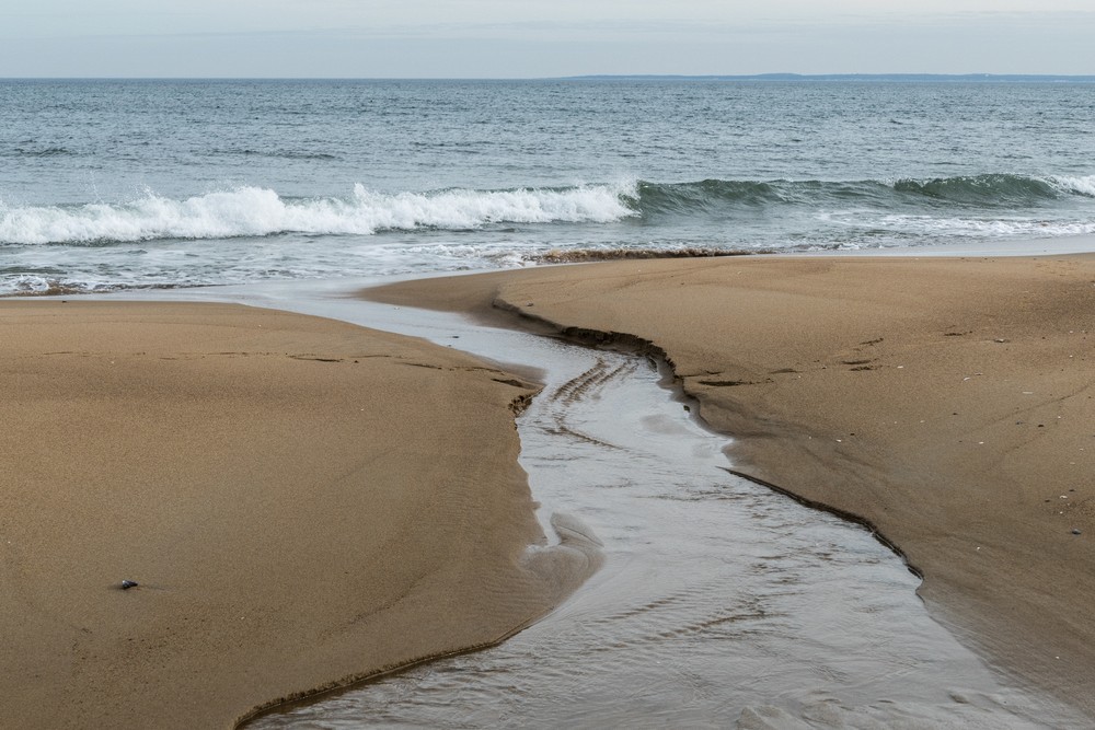 A second day at Plum Island on a balmy (50 degree) day.<br />Jan. 11, 2018 - Parker River National Wildlife <br />Refuge, Plum Island, Massachusetts.