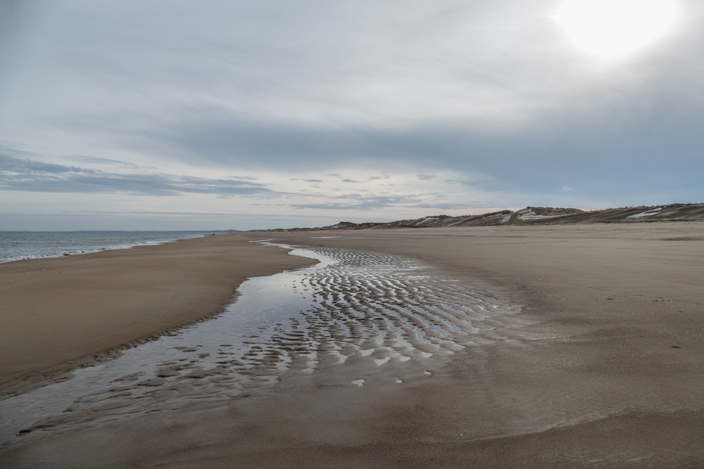 A second day at Plum Island on a balmy (50 degree) day.<br />Jan. 11, 2018 - Parker River National Wildlife <br />Refuge, Plum Island, Massachusetts.