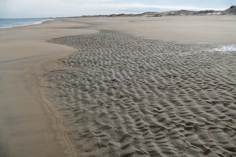 A second day at Plum Island on a balmy (50 degree) day.<br />Jan. 11, 2018 - Parker River National Wildlife <br />Refuge, Plum Island, Massachusetts.