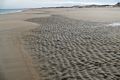 A second day at Plum Island on a balmy (50 degree) day.<br />Jan. 11, 2018 - Parker River National Wildlife <br />Refuge, Plum Island, Massachusetts.