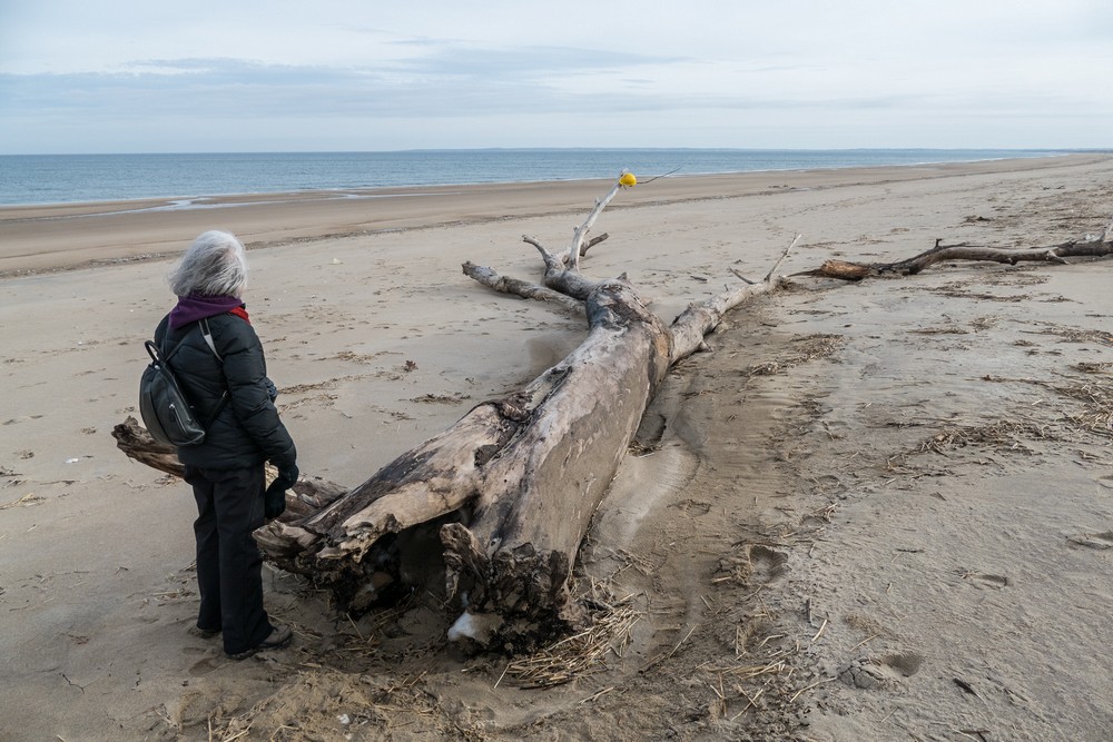 Joyce.<br />A second day at Plum Island on a balmy (50 degree) day.<br />Jan. 11, 2018 - Parker River National Wildlife <br />Refuge, Plum Island, Massachusetts.