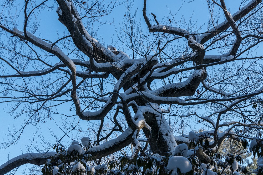 Jan. 18, 2018 - Maudslay State Park, Newburyport, Massachusetts.