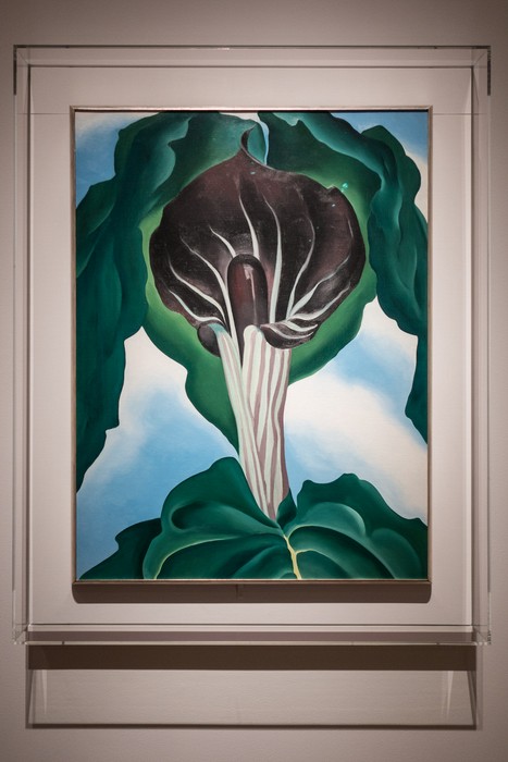 Jack in the Pulpit No. 3, 1930.<br />Georgia O'Keeffe exhibit.<br />Jan. 26, 2018 - PEM, Salem, Massachusetts.
