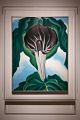 Jack in the Pulpit No. 3, 1930.<br />Georgia O'Keeffe exhibit.<br />Jan. 26, 2018 - PEM, Salem, Massachusetts.