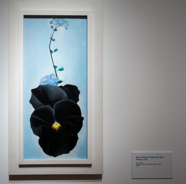 Black Pansy & Forget-Me-Nots, 1926.<br />Georgia O'Keeffe exhibit.<br />Jan. 26, 2018 - PEM, Salem, Massachusetts.