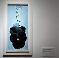 Black Pansy & Forget-Me-Nots, 1926.<br />Georgia O'Keeffe exhibit.<br />Jan. 26, 2018 - PEM, Salem, Massachusetts.