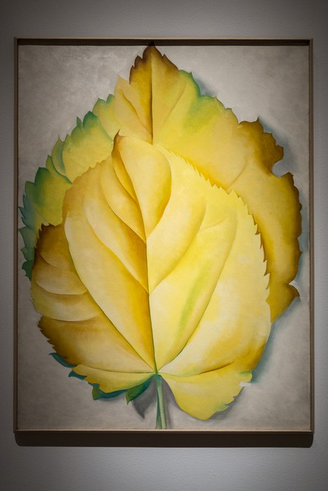 2 Yellow Leaves, 1928.<br />Georgia O'Keeffe exhibit.<br />Jan. 26, 2018 - PEM, Salem, Massachusetts.
