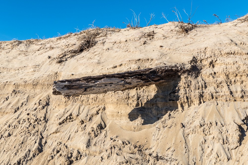 An old tree trunk unearthed by winter's storms.<br />A six mile hike with Joyce and Paul.<br />Feb. 17, 2018 - Parker River National Wildlife Refuge, Plum Island, Massachusetts.