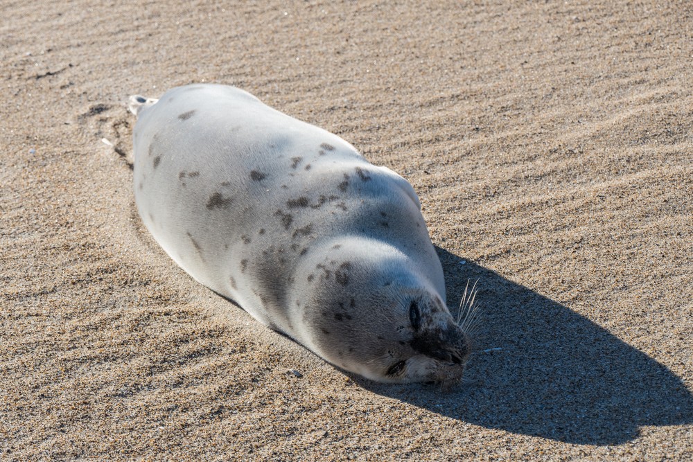 A sad sight: dead seal.<br />A six mile hike with Joyce and Paul.<br />Feb. 17, 2018 - Parker River National Wildlife Refuge, Plum Island, Massachusetts.