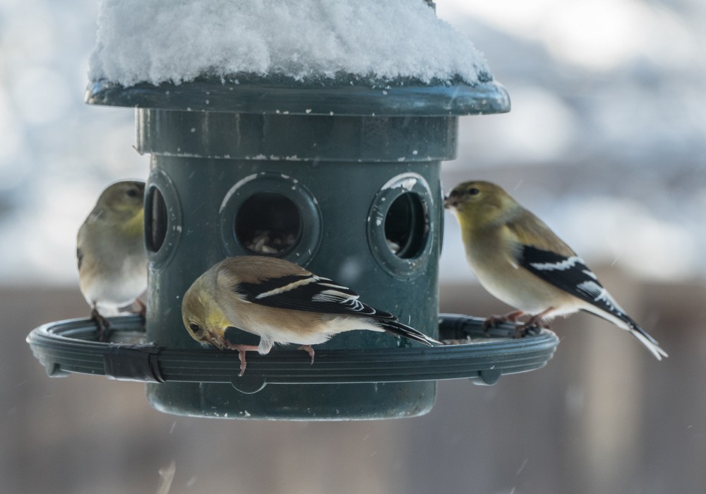 Goldfinches at the bird feeder.<br />View out the kitchen window after a snowstorm.<br />Feb. 18, 2018 - At home in Merrimac, Massachusetts.