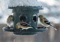 Goldfinches at the bird feeder.<br />View out the kitchen window after a snowstorm.<br />Feb. 18, 2018 - At home in Merrimac, Massachusetts.