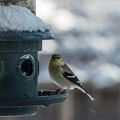 Goldfinches at the bird feeder.<br />View out the kitchen window after a snowstorm.<br />Feb. 18, 2018 - At home in Merrimac, Massachusetts.