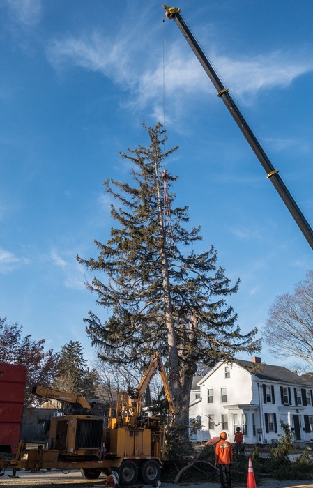 A big evergreen being taken down on W. Main Street.<br />Feb. 21, 2018 - Merrimac, Massachusetts.