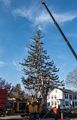 A big evergreen being taken down on W. Main Street.<br />Feb. 21, 2018 - Merrimac, Massachusetts.