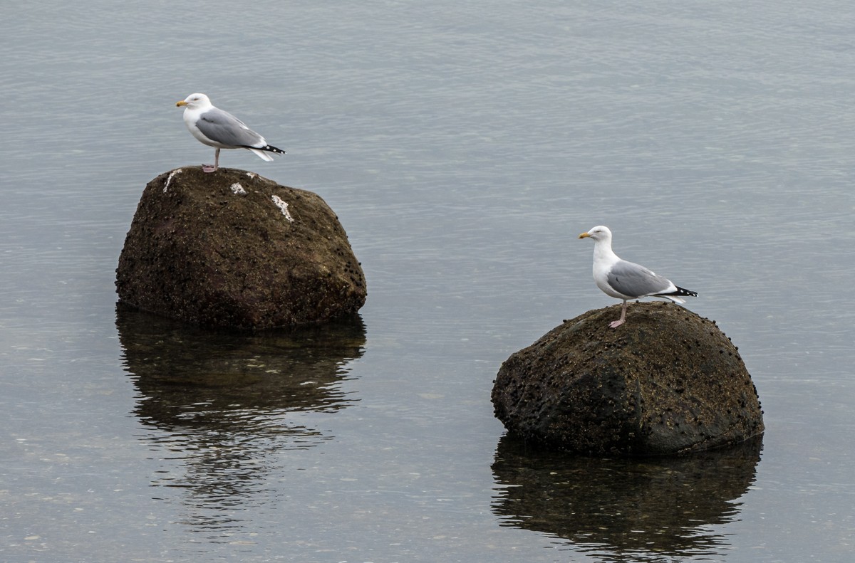 Seagulls off Ipswich Bluff.<br />March 1, 2018 - Parker River National Wildlife Refuge, Plum Island, Massachusetts.