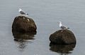 Seagulls off Ipswich Bluff.<br />March 1, 2018 - Parker River National Wildlife Refuge, Plum Island, Massachusetts.