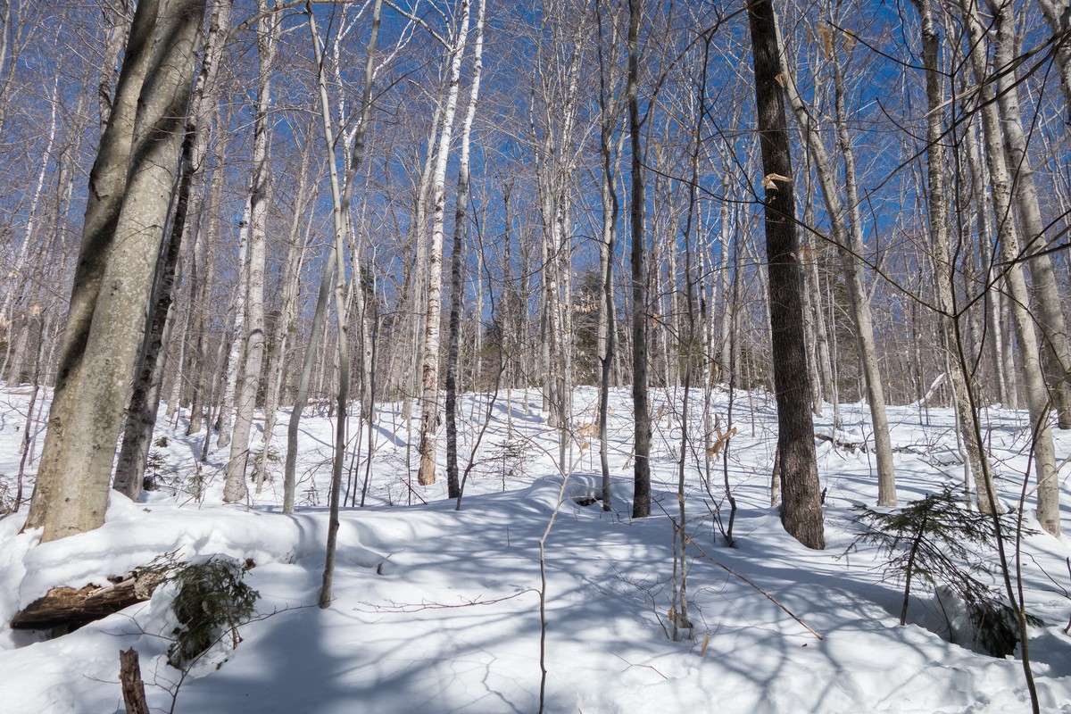 Hike to the beaver ponds along the Brown Ash Swamp Bike Trail with Moe and Fred.<br />March 17, 2018 - Waterville Valley, New Hampshire.