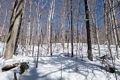 Hike to the beaver ponds along the Brown Ash Swamp Bike Trail with Moe and Fred.<br />March 17, 2018 - Waterville Valley, New Hampshire.