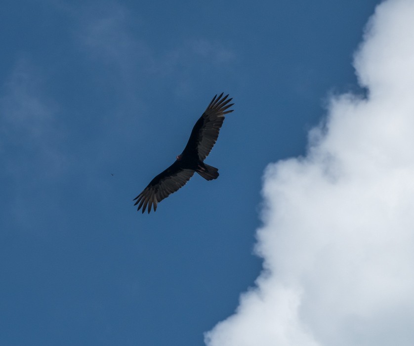 Lots of vultures were flying overhead.<br />At the casa del Chang�i.<br />Oct. 31, 2016 - Guantanamo, Cuba.