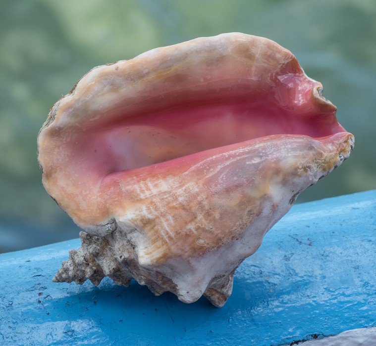 Shell for sale.<br />Nov. 1, 2016 - Granma Island, Santiago de Cuba.