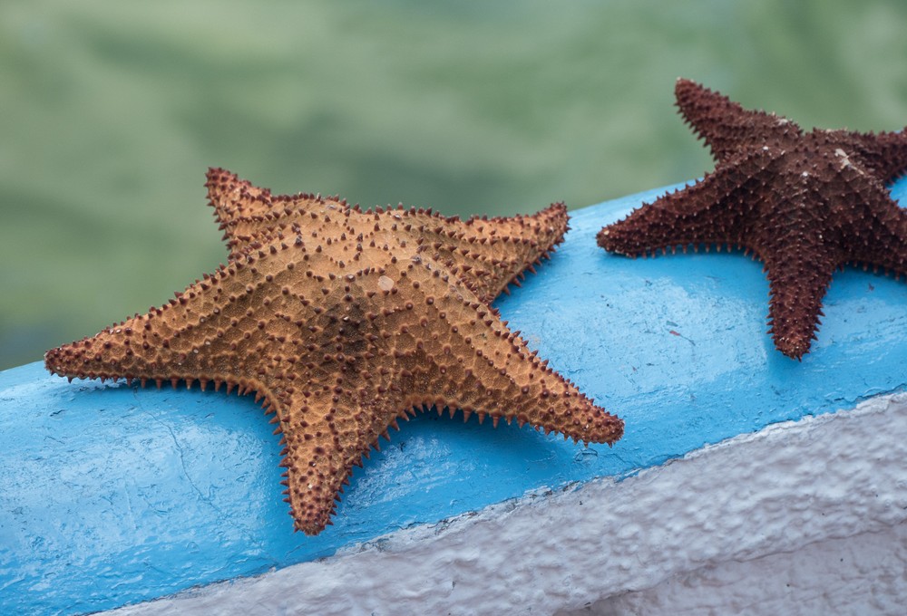 Starfish for sale.<br />Nov. 1, 2016 - Granma Island, Santiago de Cuba.