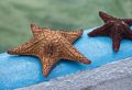 Starfish for sale.<br />Nov. 1, 2016 - Granma Island, Santiago de Cuba.
