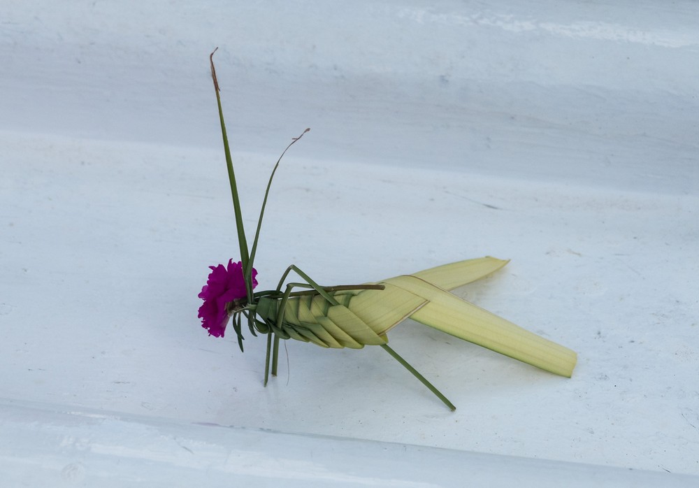 Grass-folded grasshopper.<br />Nov. 1, 2016 - Granma Island, Santiago de Cuba.