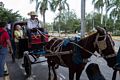 Joyce at start of our carriage ride.<br />Nov. 2, 2016 - Bayamo, Cuba.