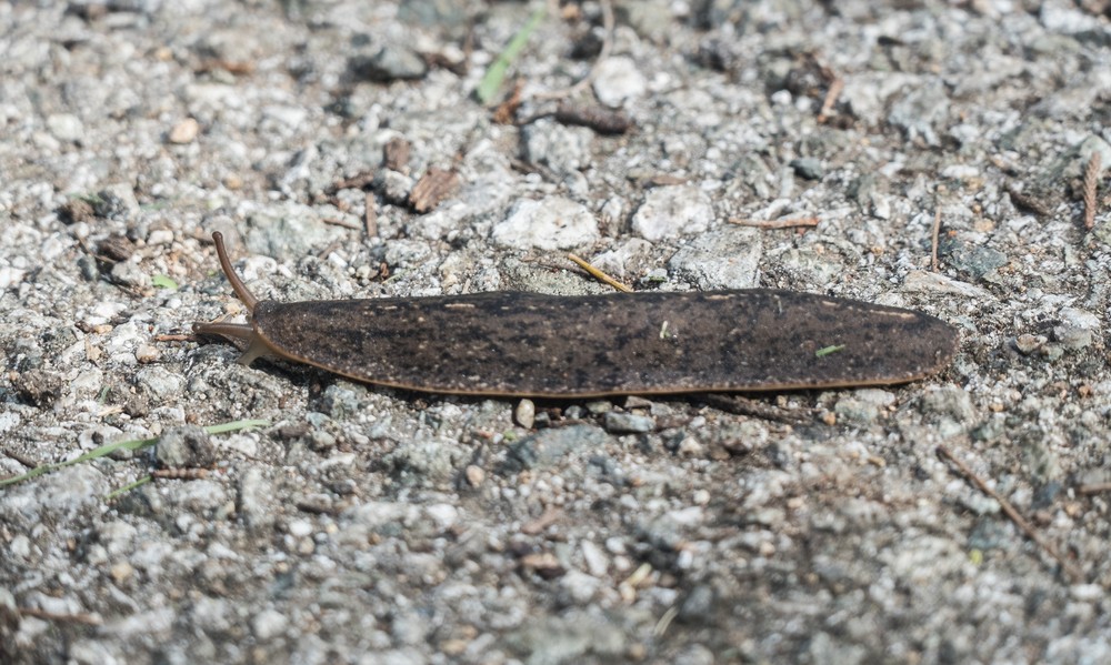 A slug in the path.<br />At the Ballet de Camag�ey campus.<br />Nov. 3, 2016 - Camag�ey, Cuba.