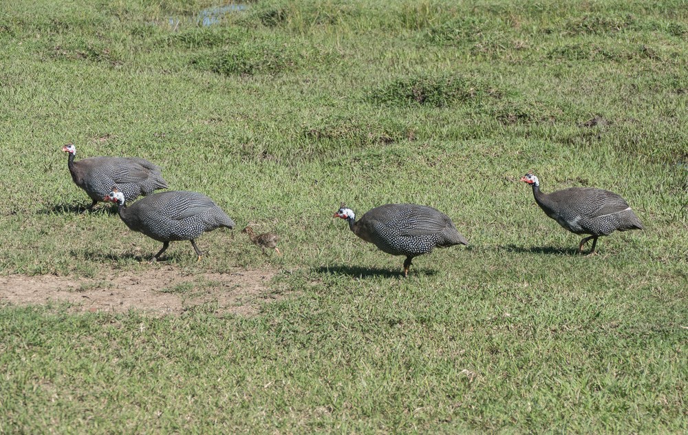 Guineafowl.<br />Nov. 4, 2016 - Rancho King, Camag�ey, Cuba.