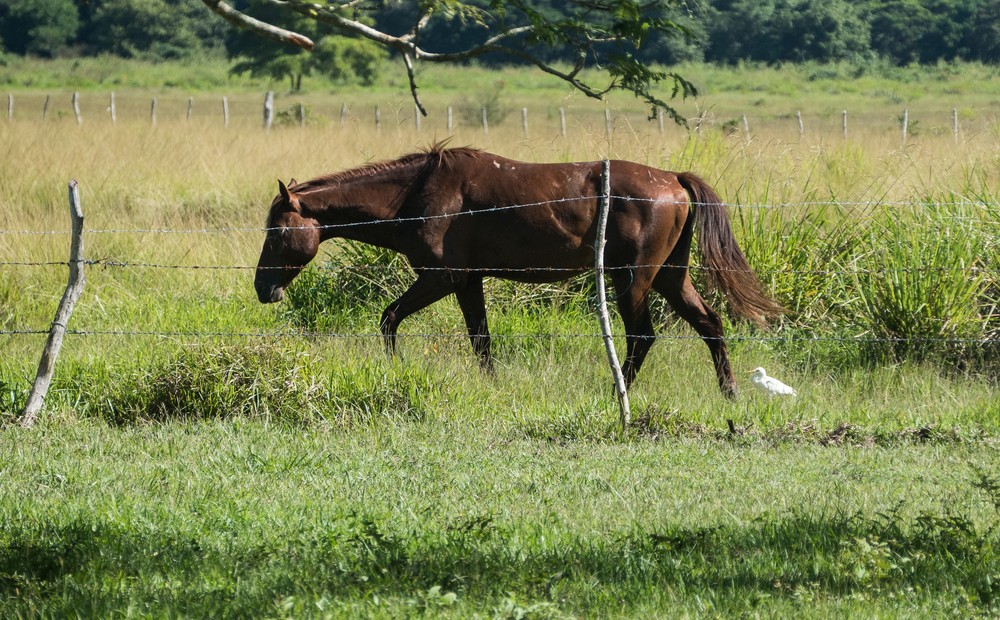 Horse and cattle egret.<br />Nov. 4, 2016 - Rancho King, Camag�ey, Cuba.