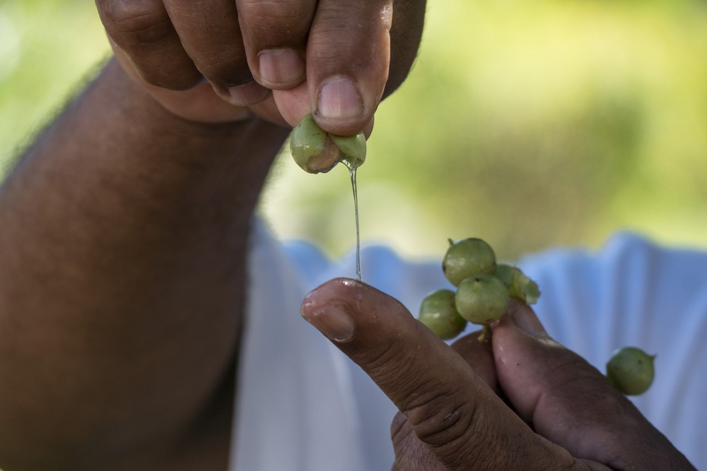 Vicente shows us berries of an ateje bush. The sticky juice is used as glue.<br />Nov. 4, 2016 - Rancho King, Camag�ey, Cuba.