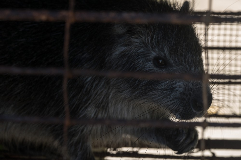 A hutia, a Caribbean tree rat.<br />Nov. 4, 2016 -Village near Rancho King, Camag�ey, Cuba.