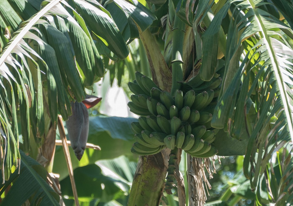 Bananas in Juana's back yard.<br />Nov. 4, 2016 -Village near Rancho King, Camag�ey, Cuba.
