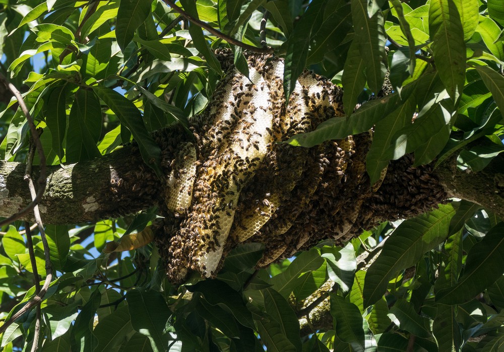 A bee hive in one of Juana's trees.<br />Nov. 4, 2016 -Village near Rancho King, Camag�ey, Cuba.