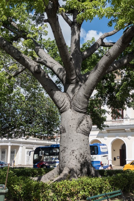 Ceiba (kapok)  tree.<br />Nov. 6, 2016 - Plaza de Armas, Cienfuegos, Cuba.