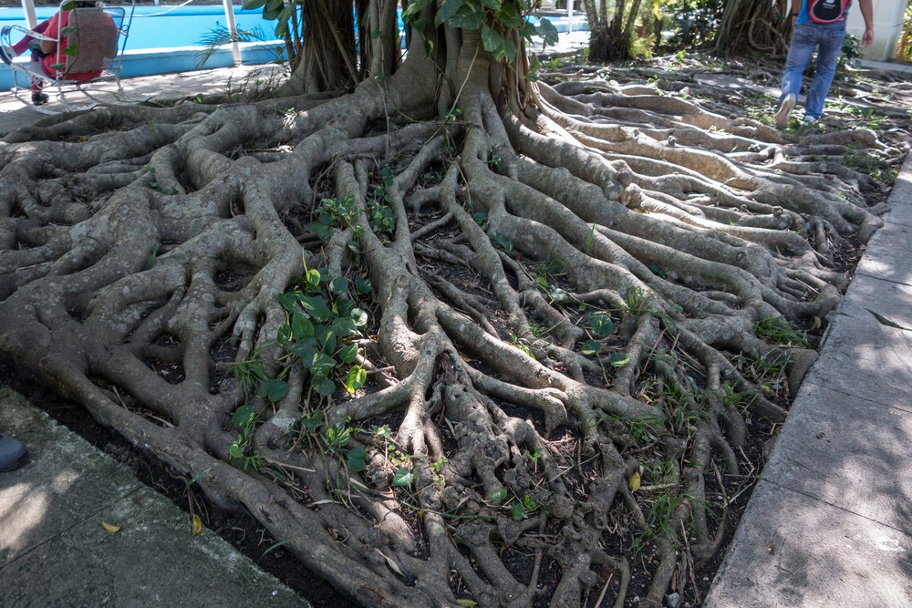 Amazing tree roots.<br />Ernest Hamingway's home in Cuba: Finca la Vigia.<br />Nov. 9, 2016 - San Francisco de Paula, Havana, Cuba