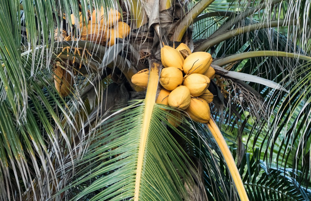 Coconuts along the Malecon.<br />Nov. 9, 2016 - Havana, Cuba