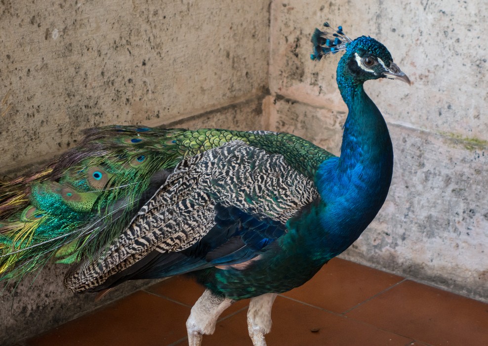 Peacock on the grounds of our hotel (Hotel Nacional).<br />Nov. 10, 2016 - Havana, Cuba.