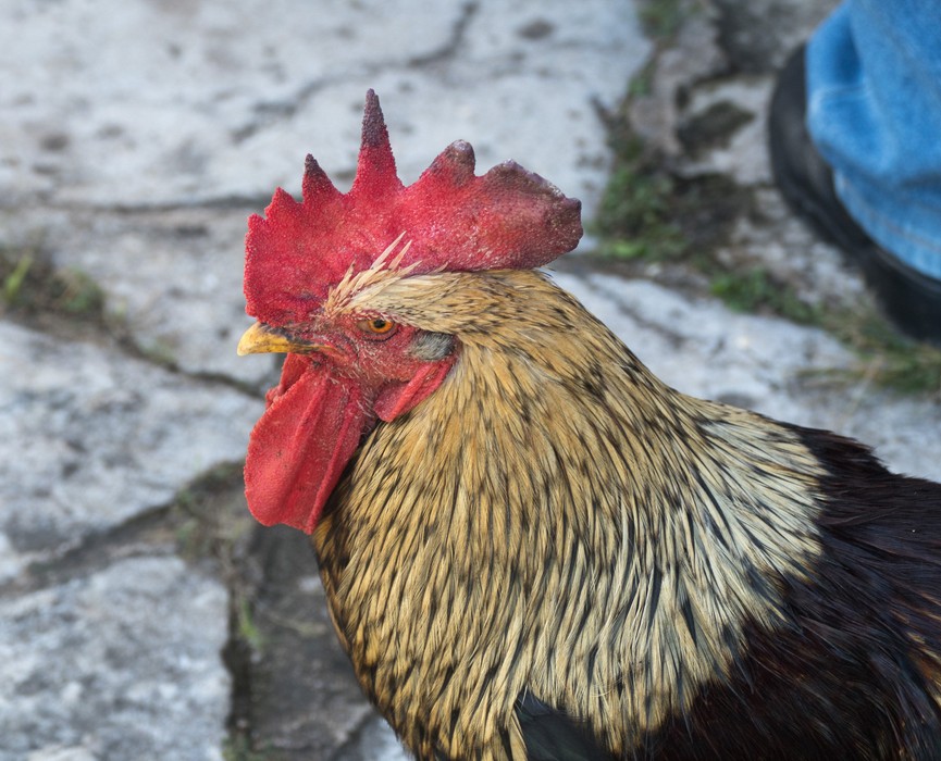 Rooster.<br />Nov. 4, 2016 - Rancho King, Camag�ey, Cuba.